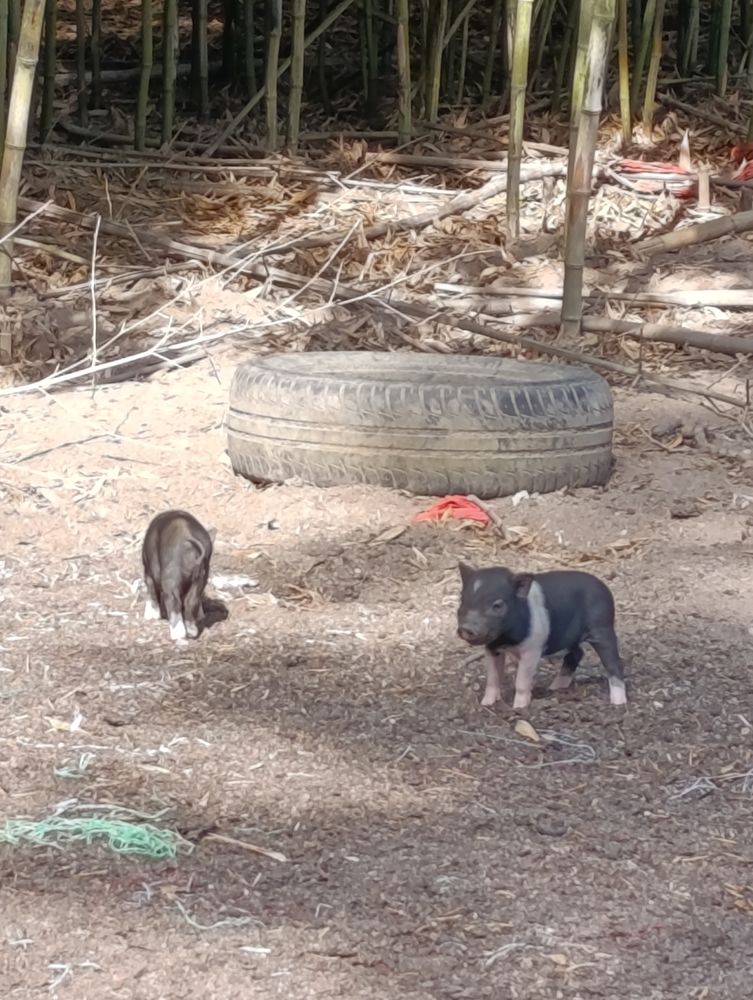 B&eacute;b&eacute;s cochons minis 100 45290 Langesse