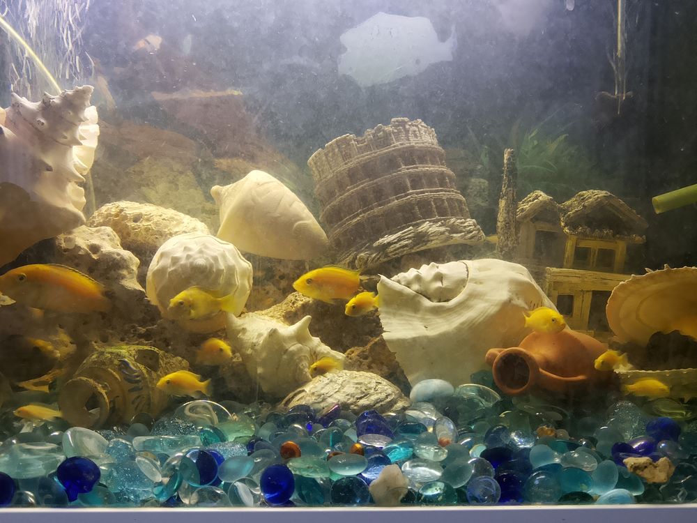 Poisson Ciclide du Malawi 3 19100 Brive-la-gaillarde