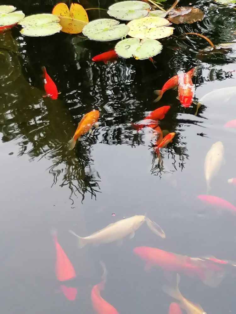 Poissons de bassin 7 77115 Blandy