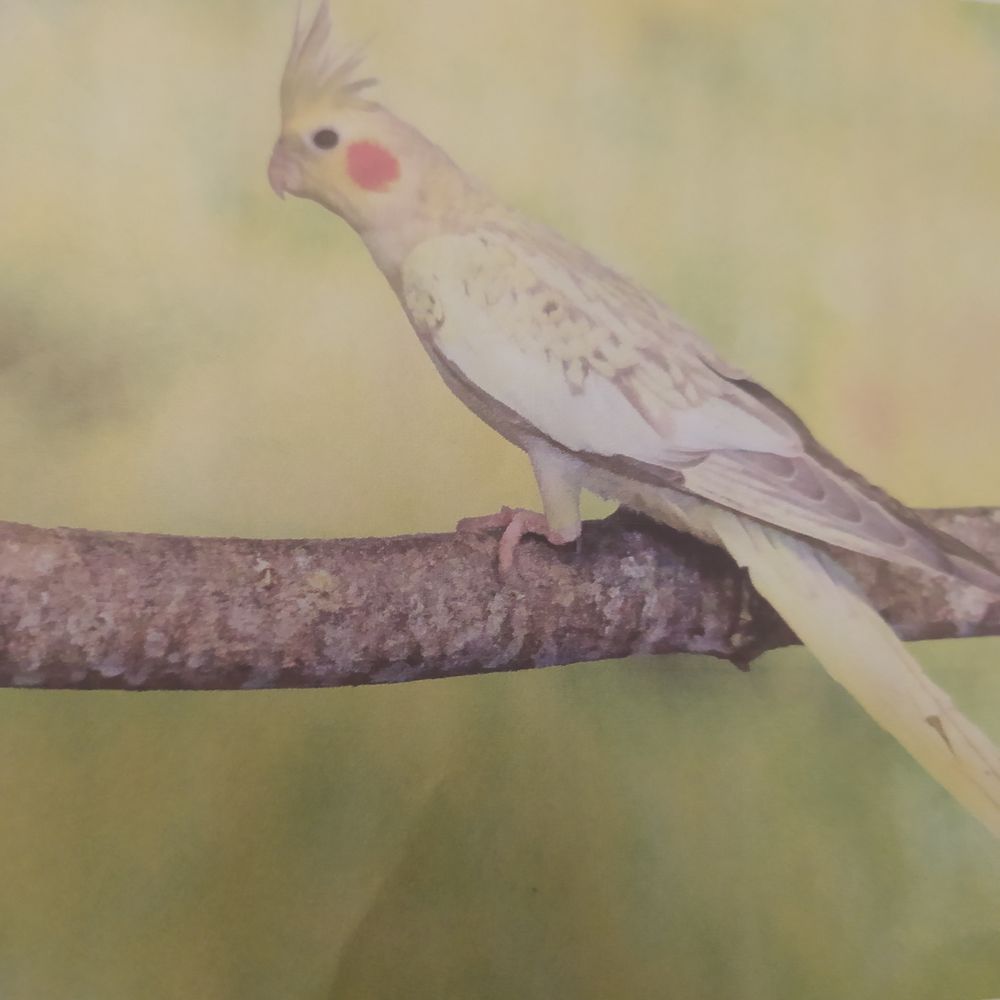 Recherche "PERLE" Calopsitte PERDUE le 10/9/24 50 91200 Athis-mons