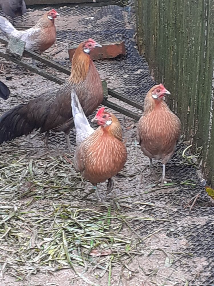  poule et coq de race naine hollandais saumon dor&eacute; 20 50190 P�riers