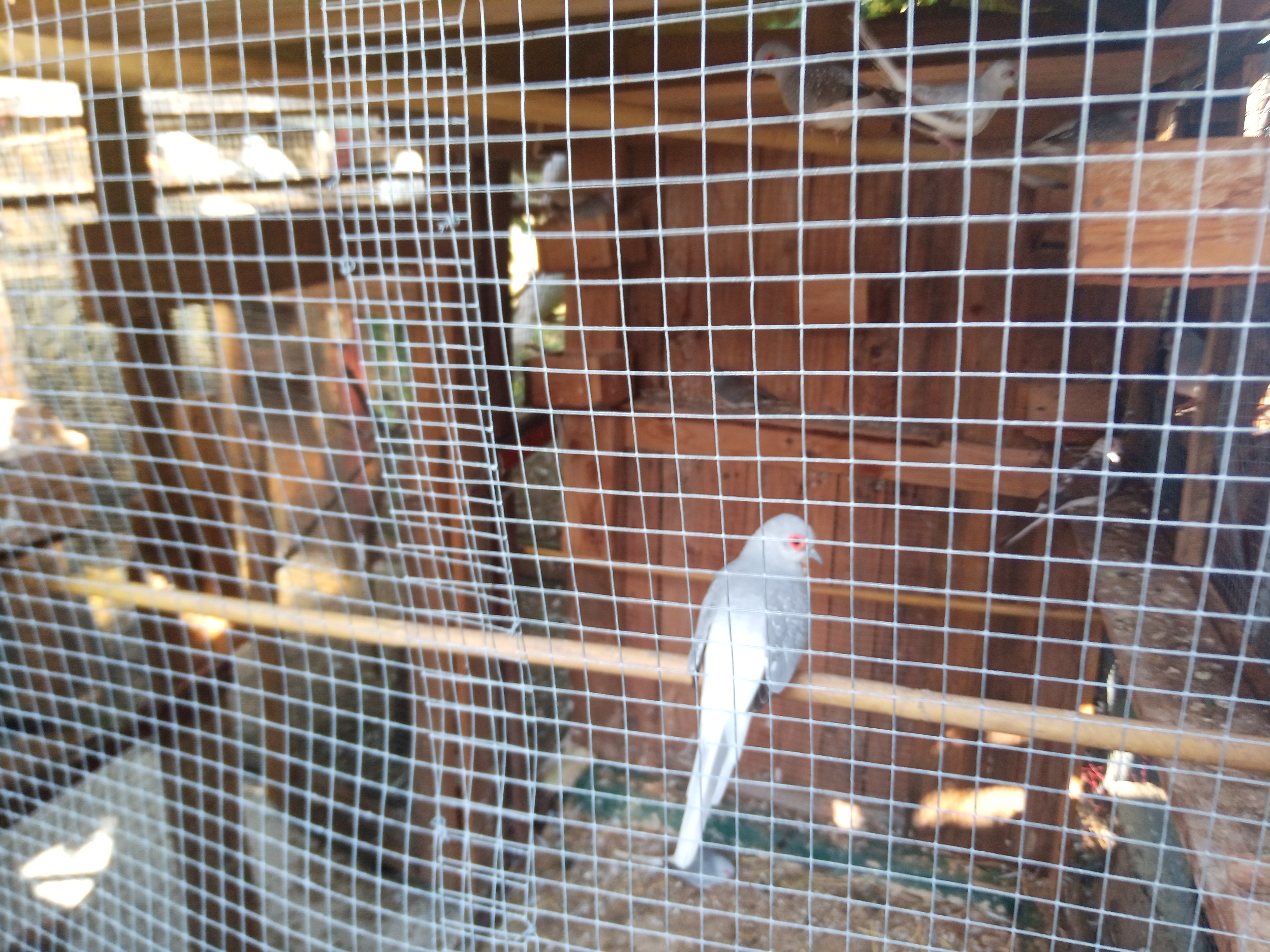 Avendre colombes diamant 8 64250 Cambo-les-bains