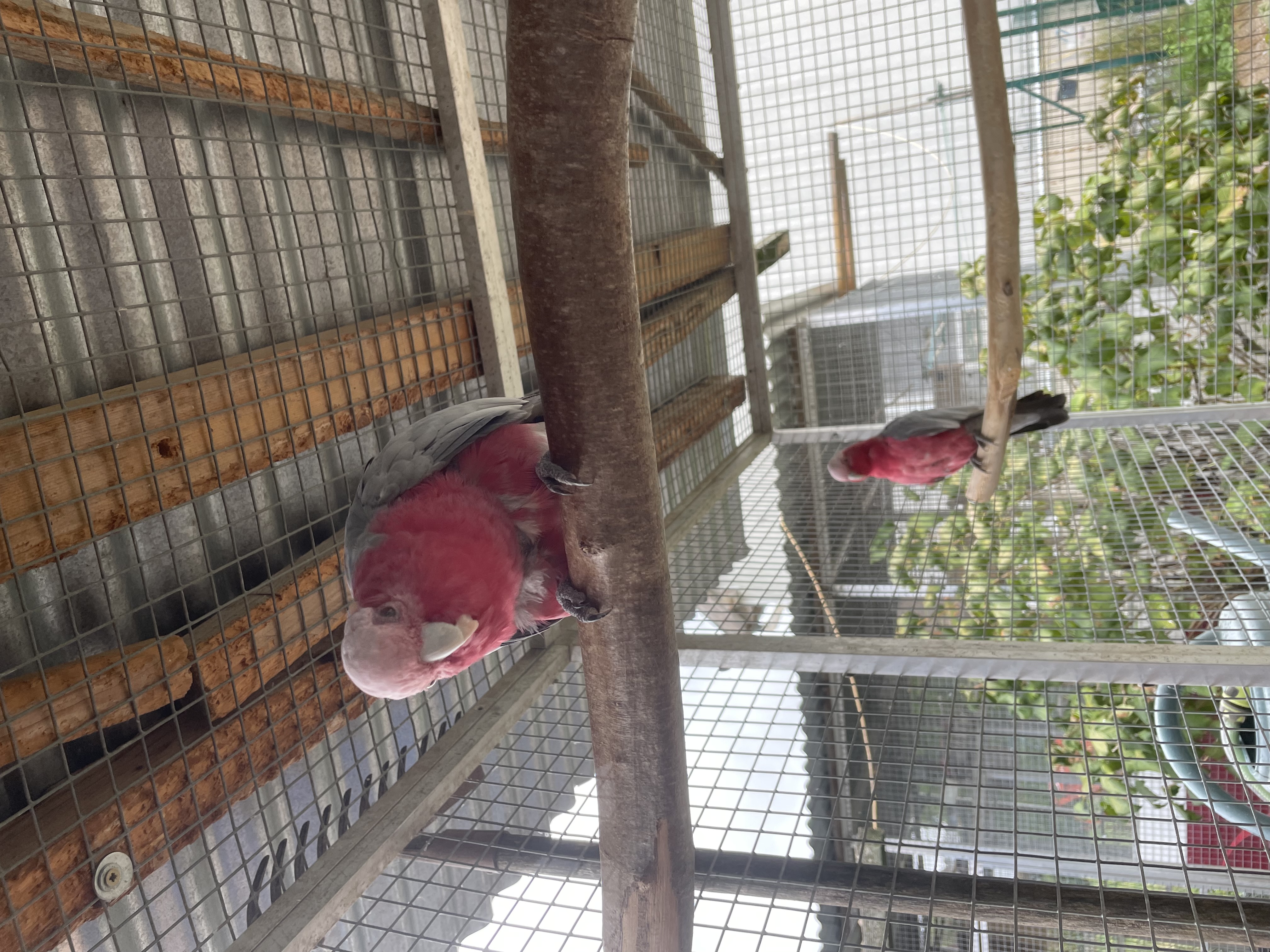 Couple Cacatoes Rosalbin
1200 68700 Aspach-le-haut