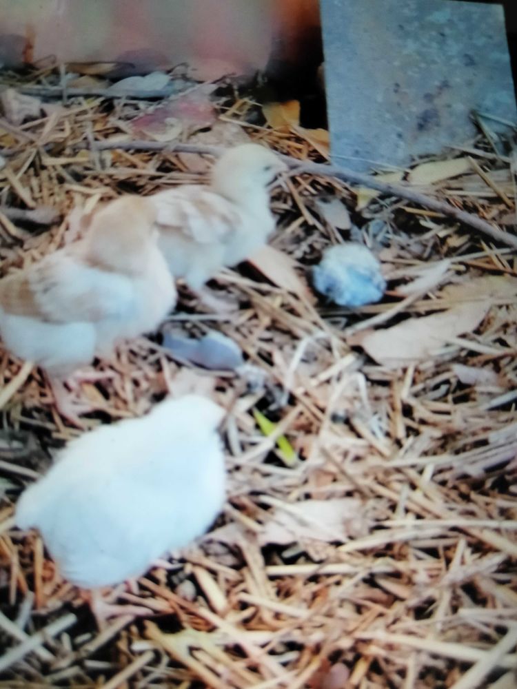 poussins 2 66500 Prades