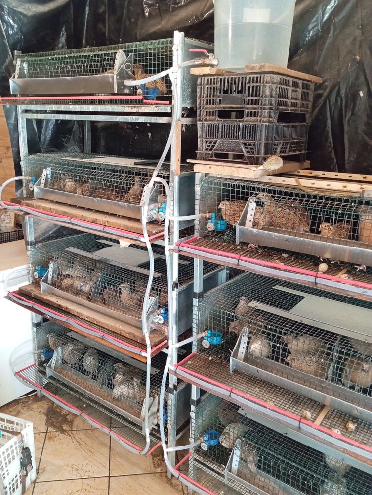 cage pour cailles
100 81440 V�n�s