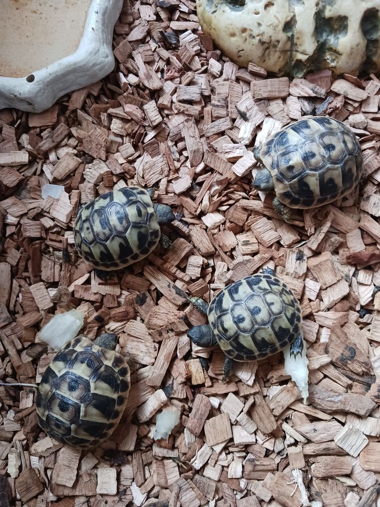 Tortues GRECQUES n&eacute;es cet &eacute;t&eacute; 40 30000 N�mes