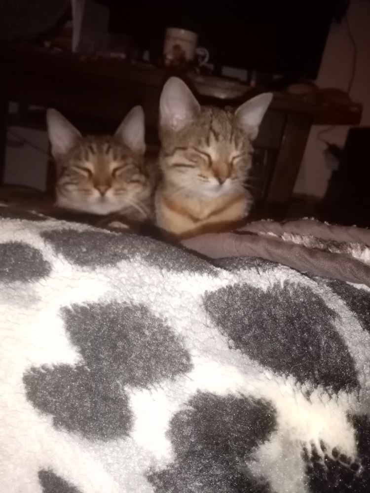 chat perdu "vol&eacute;" 500 11000 Berriac