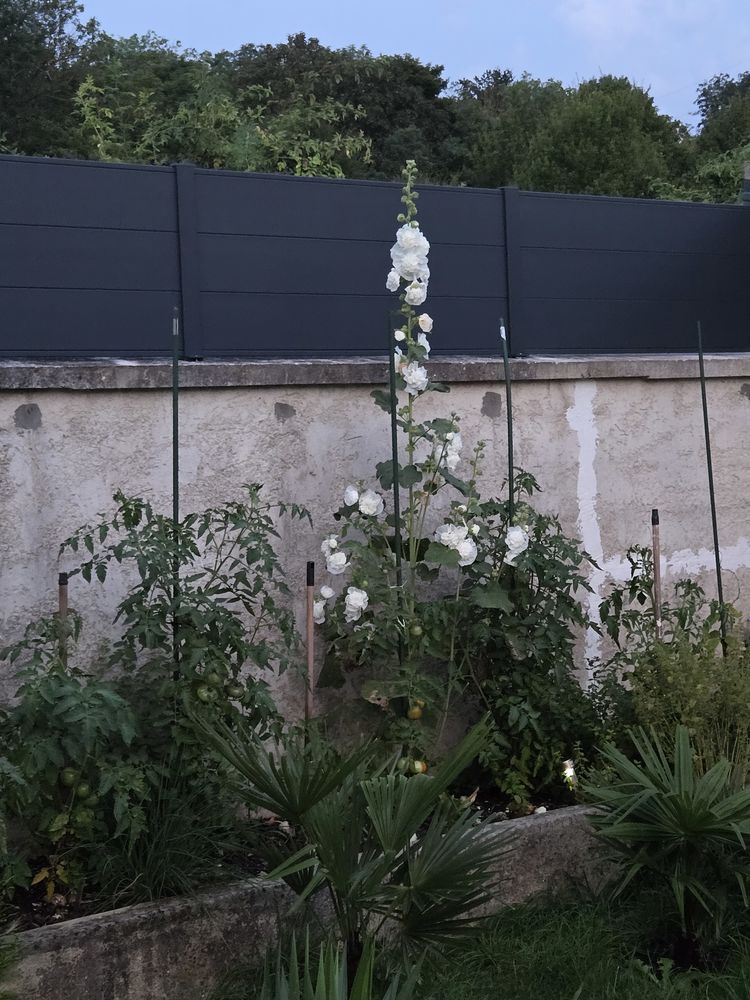 Avant hibernation,je recherche une grosse tortue Herman 75 100 93800 �pinay-sur-seine