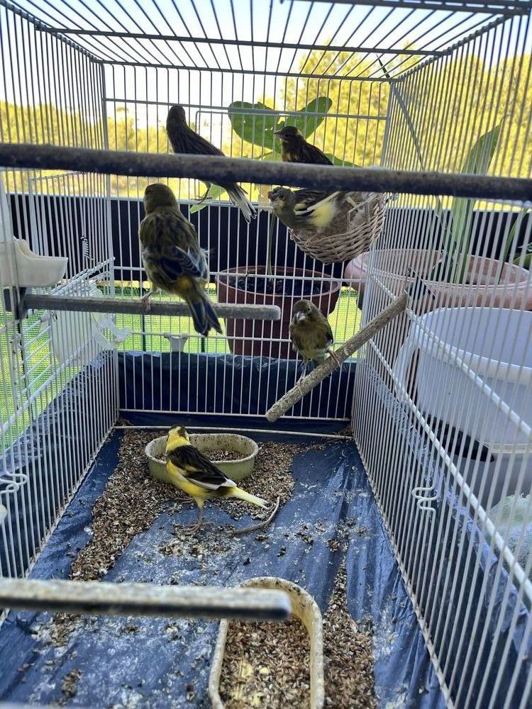 Canaris 25 34070 Montpellier