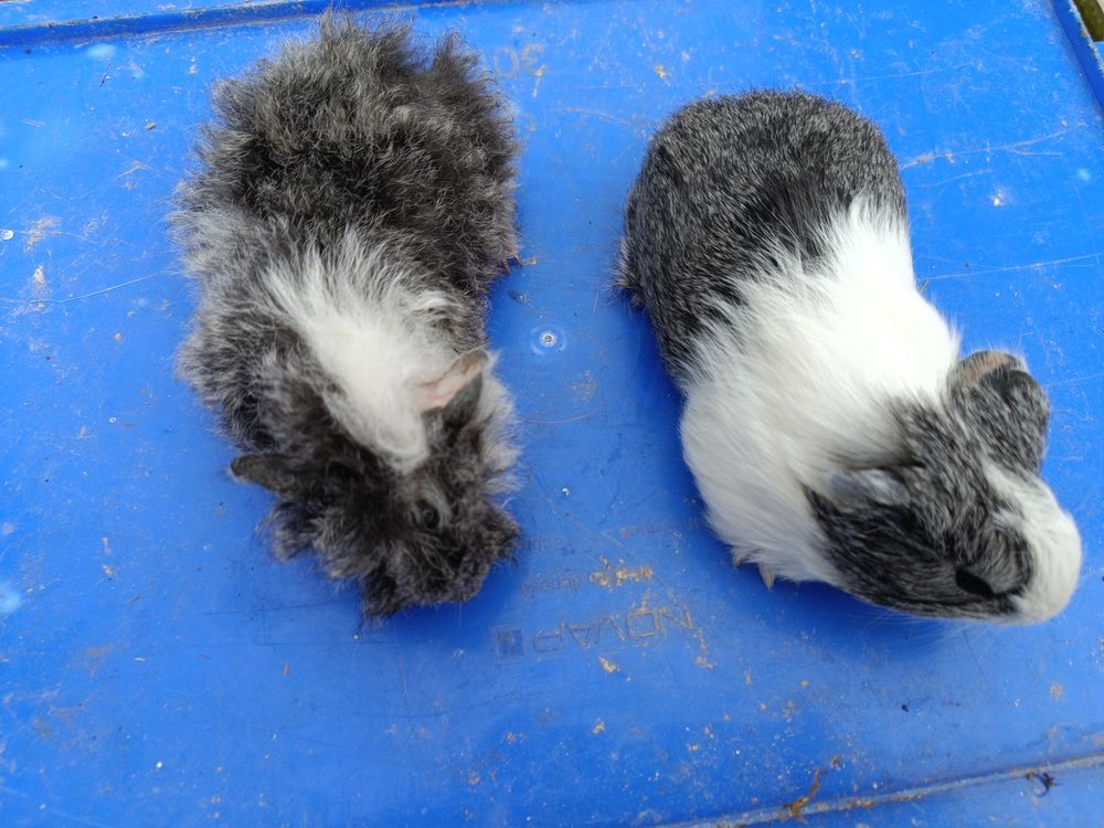 Rongeurs septembre 2024 12 53200 Ch�teau-gontier