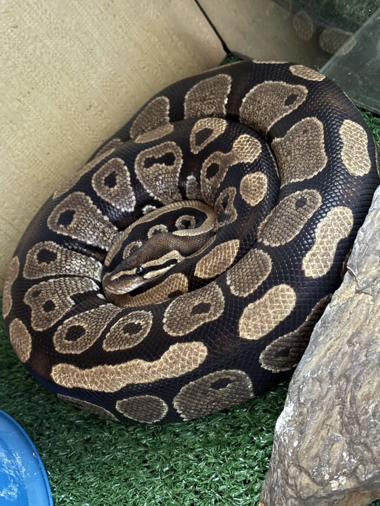 Serpent python Regius 200 92000 Nanterre