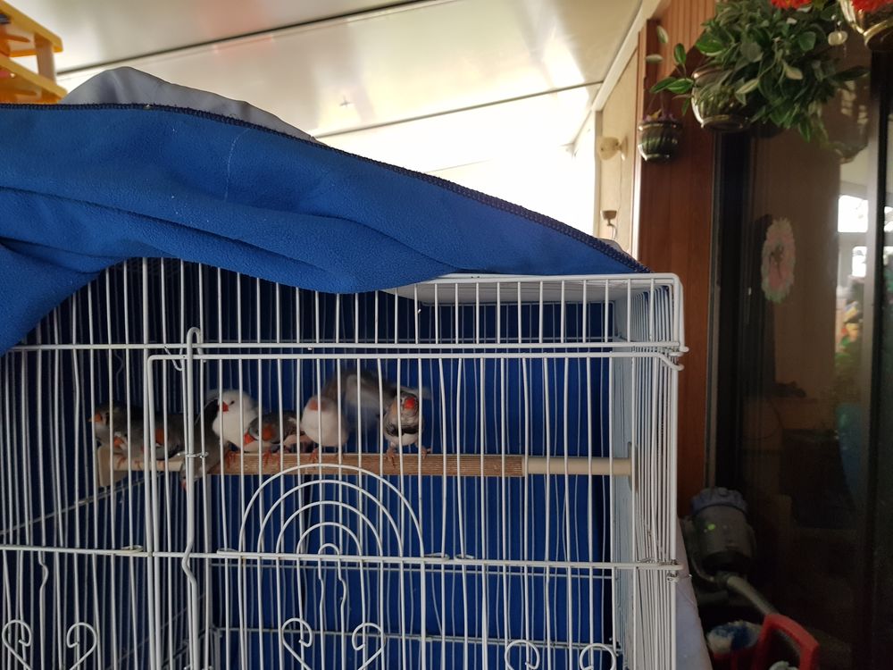 Couples Diamant mandarin 18 euros ou oiseau seul .
10 45120 Ch�lette-sur-loing