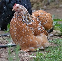 Poule batam pekin id&eacute;e cadeau anniversaire f&ecirc;tes des m&egrave;res 34 77540 Courpalay