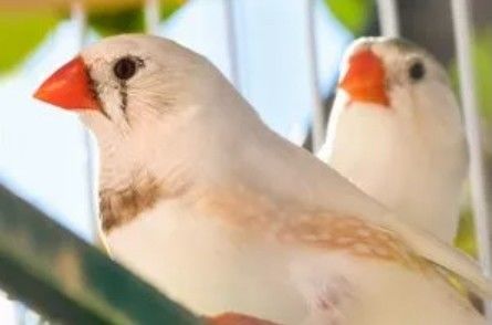 DIAMANTS MANDARINS ET CANARIS MALES 10 88500 Domvallier