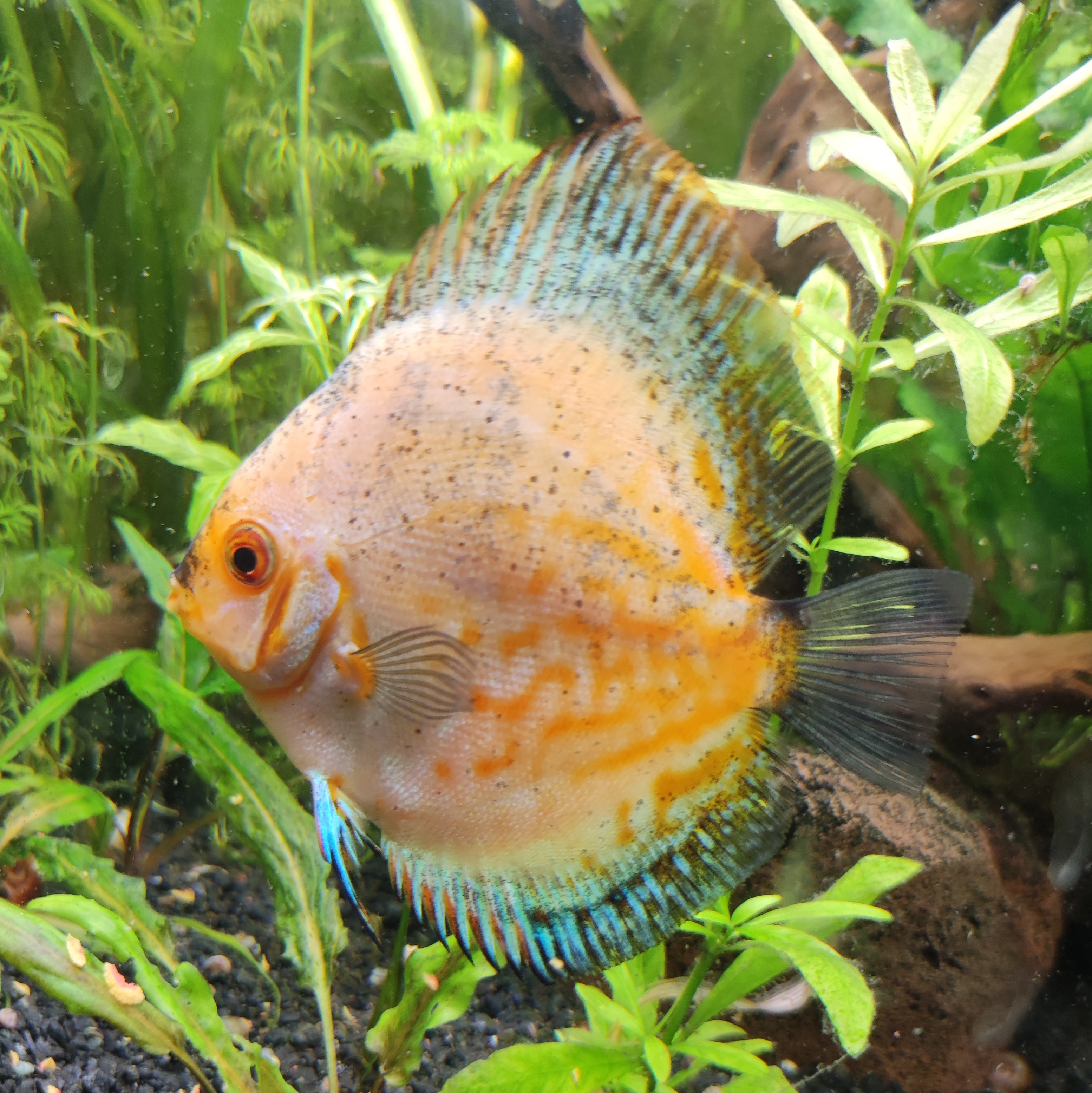 Discus Symphosidon 6 pi&egrave;ces 50 14120 Mondeville