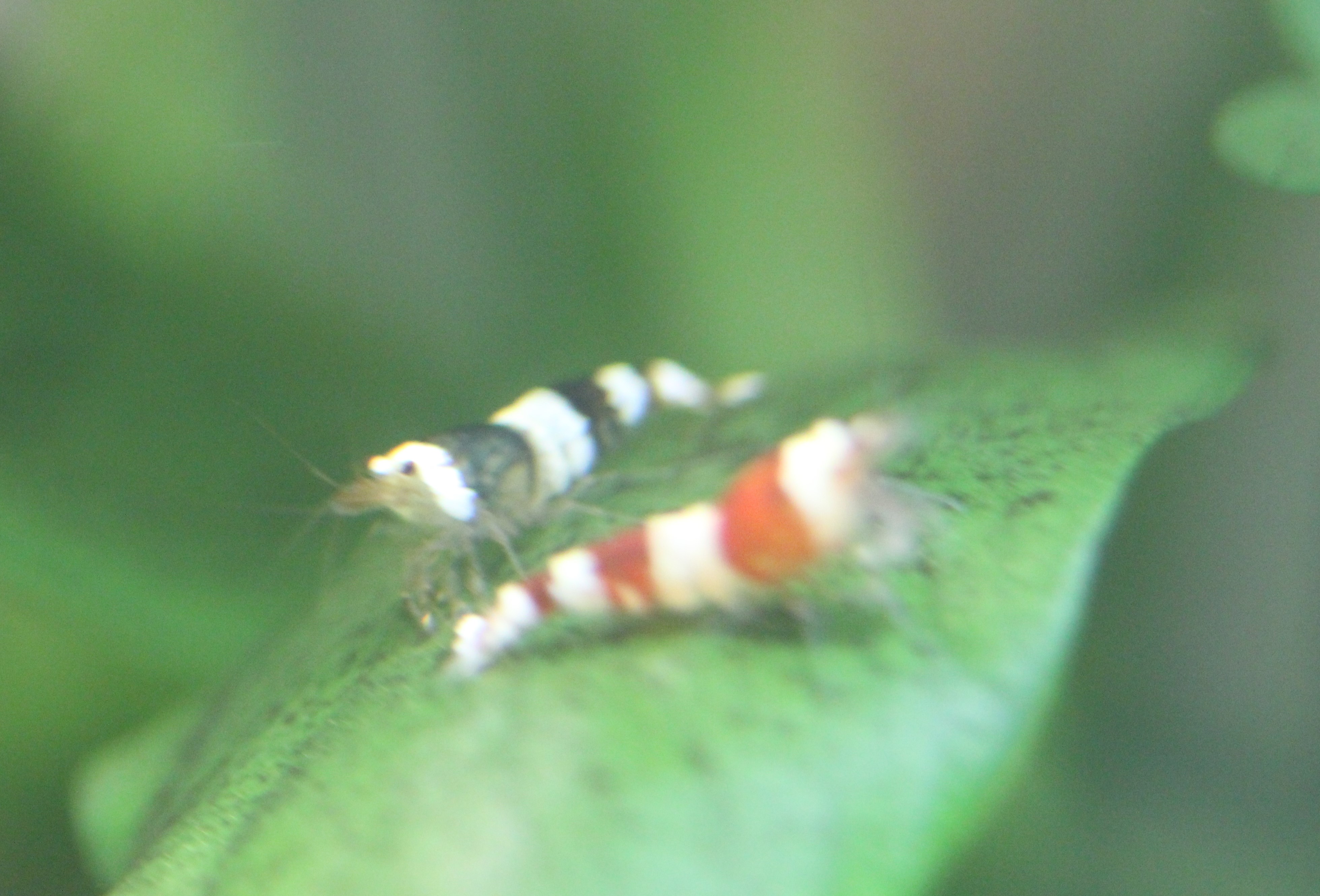 Crevettes d'eau douce red et black crystal 25 86000 Poitiers