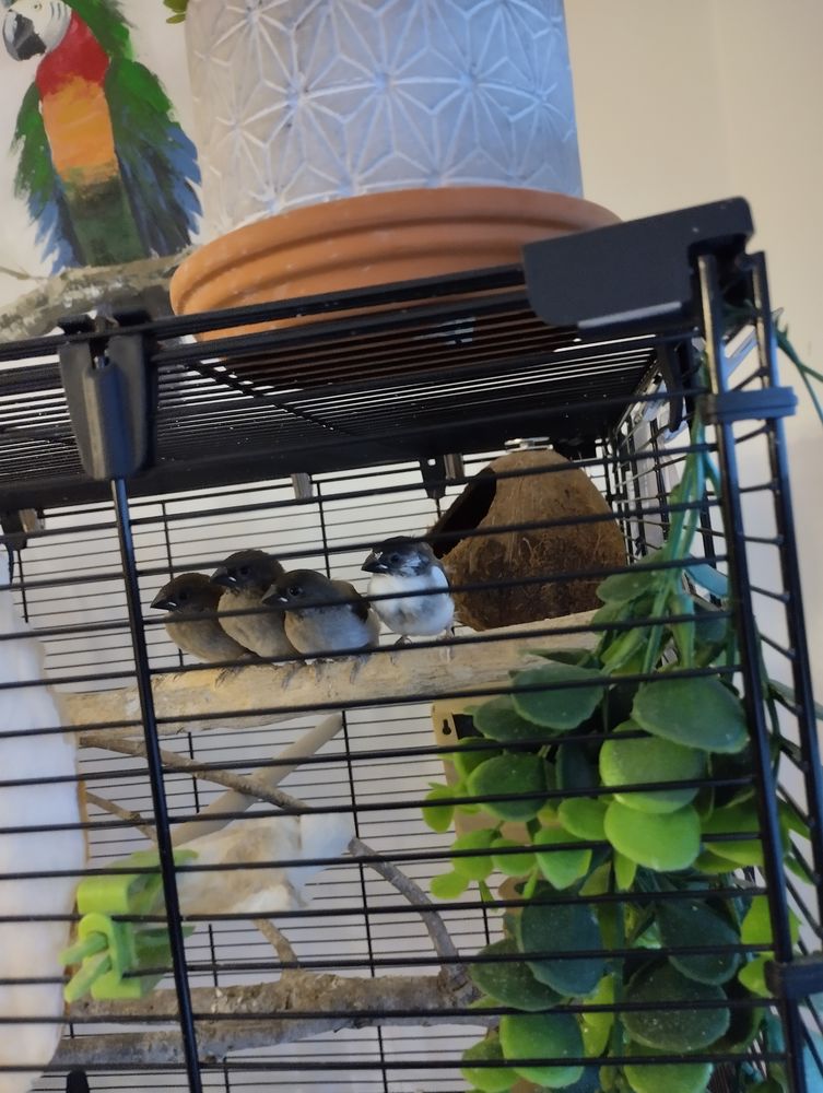 Moineaux du Japon 2024. 10 38330 Montbonnot-saint-martin