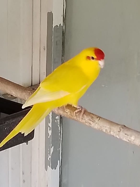 Kakarikis 40 73190 Challes-les-eaux