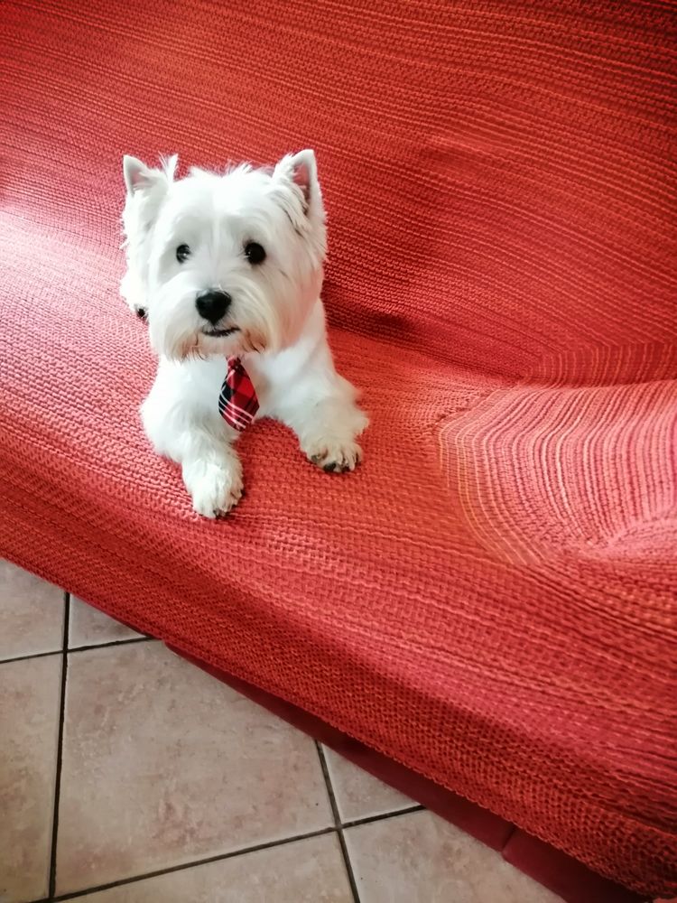 BEAU M&Acirc;LE WESTIE RECHERCHE FIAN&Ccedil;&Eacute;E POUR UNE 1&egrave;re SAILLIE  0 24110 Manzac-sur-vern