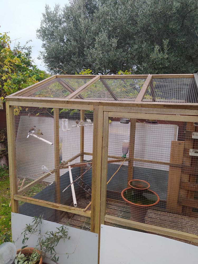 Canaris &eacute;lev&eacute; en voli&egrave;re ext&eacute;rieure 25 30000 N�mes