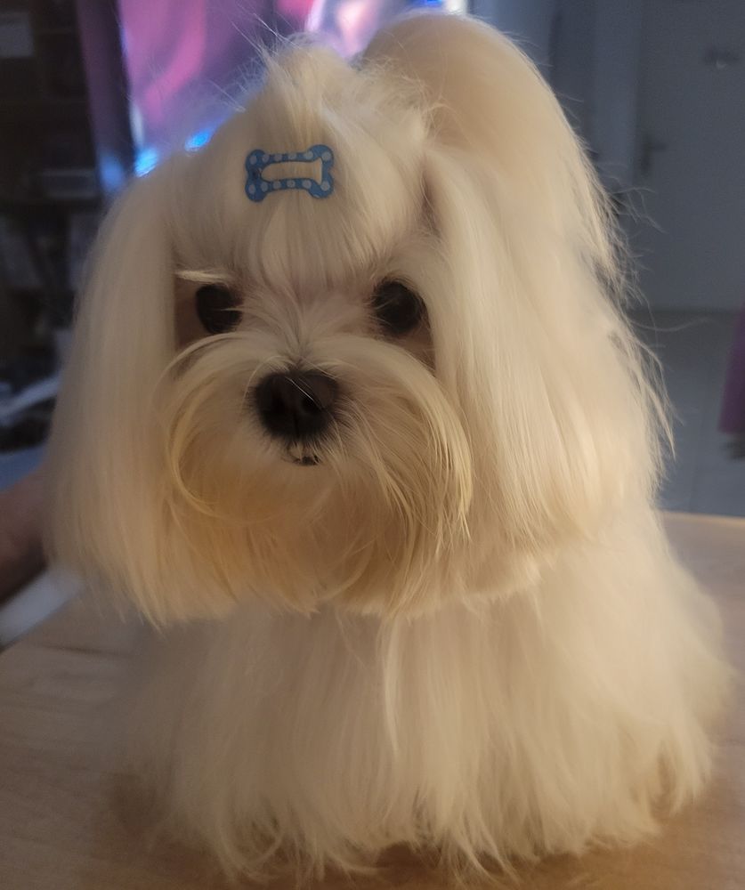 Saillie 1000 13009 Marseille