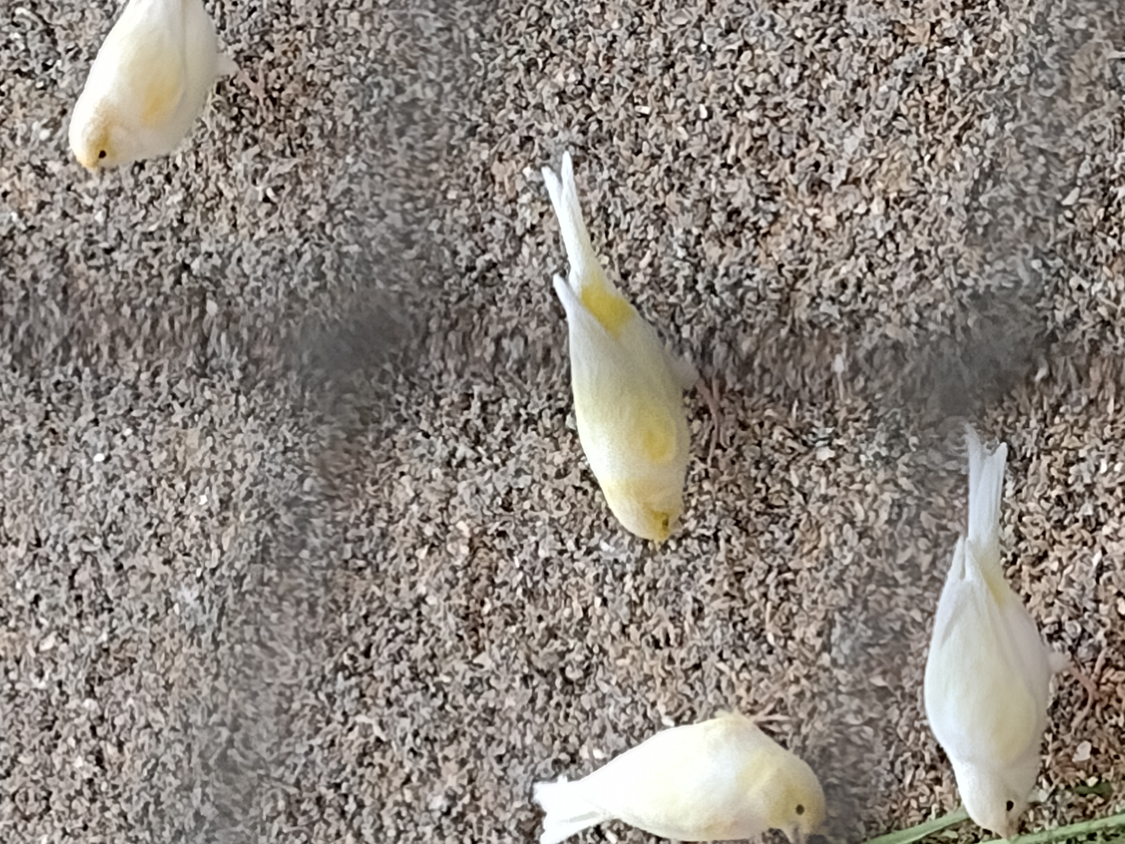 canari mosa&iuml;que jaune 25 28160 Brou