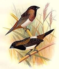 MALE  MOINEAUX DU JAPON JEUNE DE 2024 7 59480 La bass�e