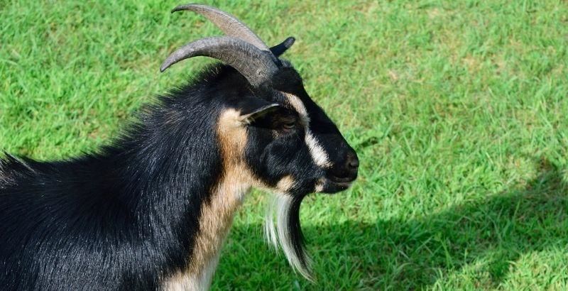 BOUC ALPIN 
100 80190 Nesle