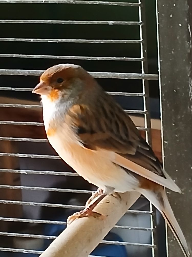 Canaris 30 15250 Ayrens