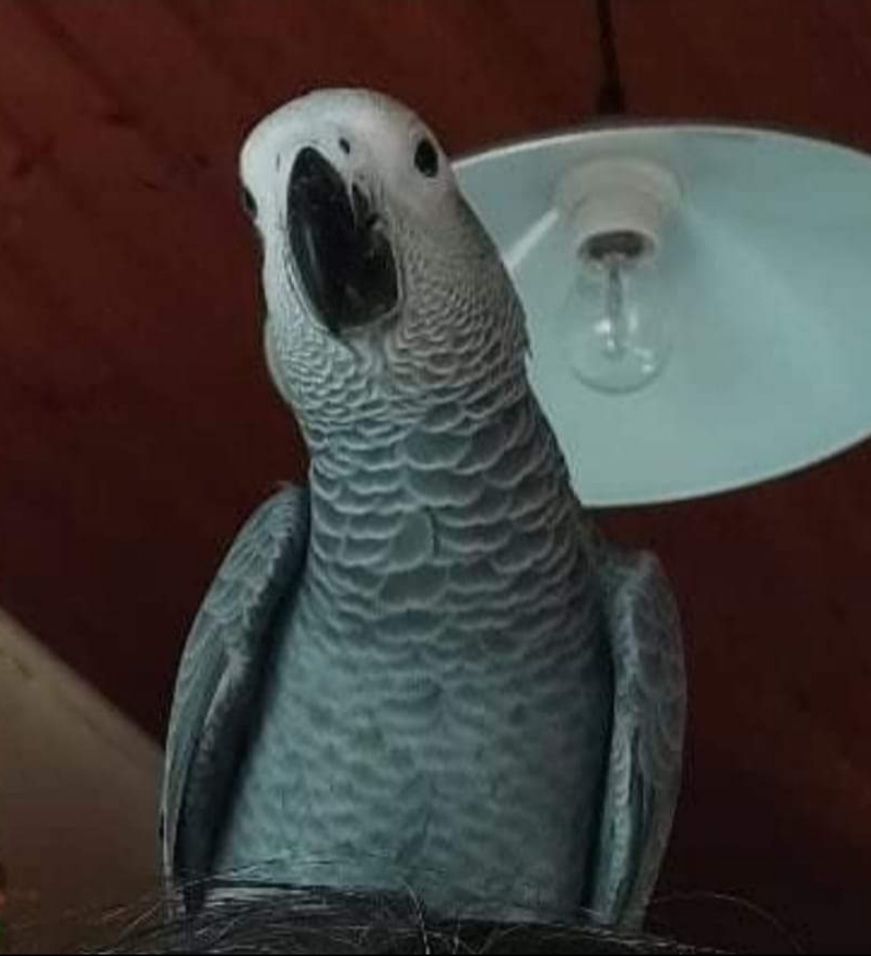 Perdu.  Gris du gabon 0 85190 Aizenay