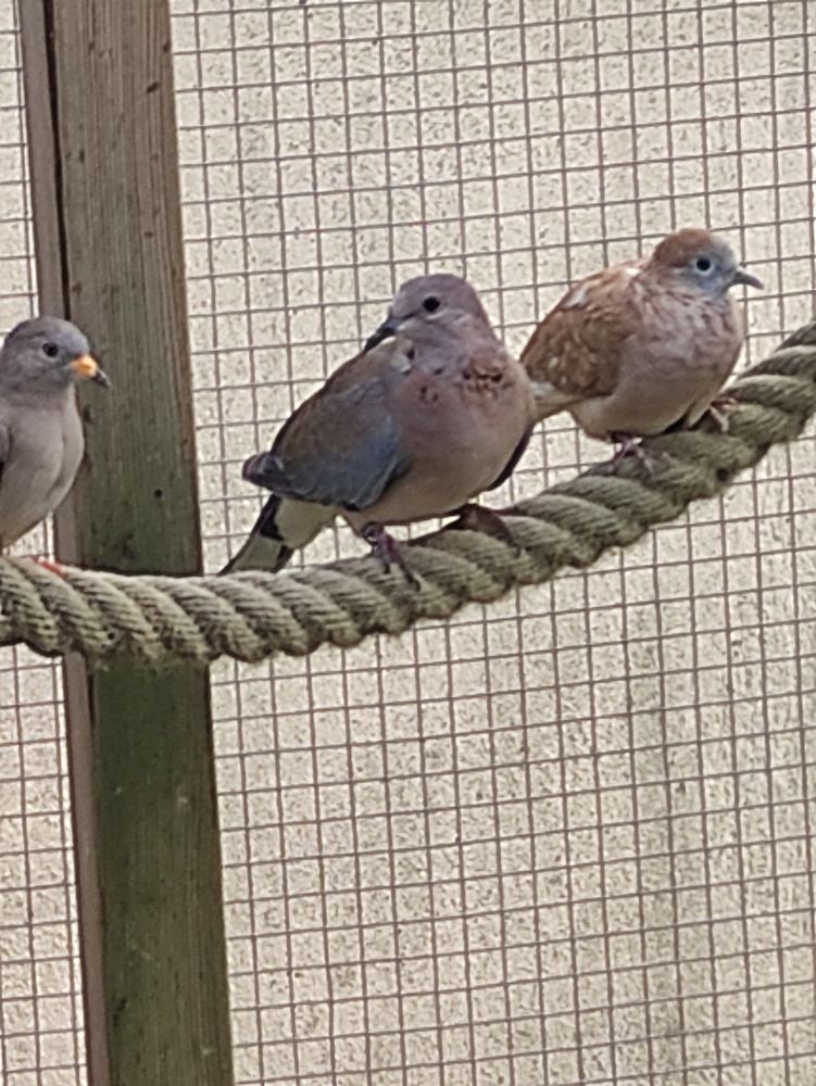 tourterelles maill&eacute;e ( senegalensis) 50 85440 Grosbreuil