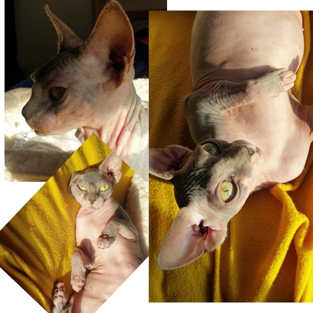 Sphynx femelle 1850 83600 Fr�jus