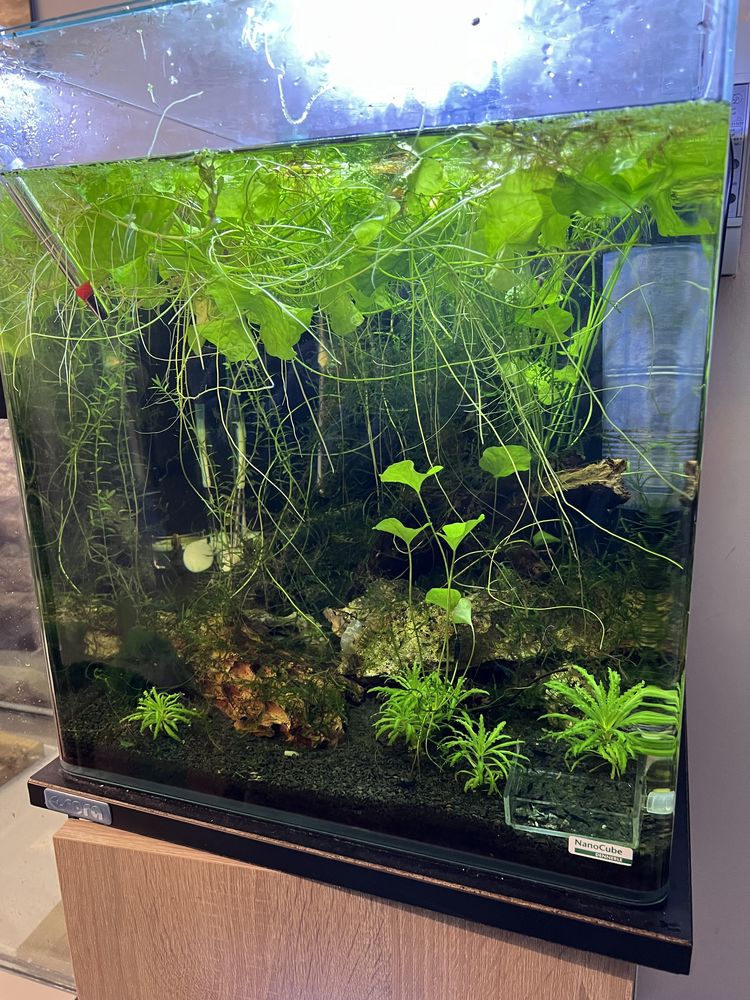 Crevettes 25 44640 Le pellerin