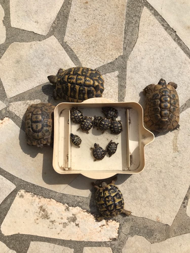 tortue 40 34000 Montpellier