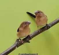 Exotiques 10 57400 Sarrebourg