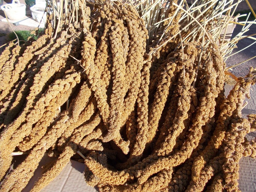 Millet grappe jaune ou rouge 5 37800 Sainte-maure-de-touraine