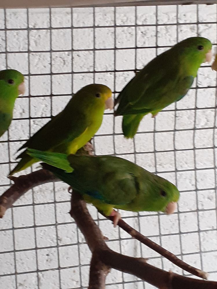 Toui ete passerinus passerinus 50 22380 Notre dame du guildo