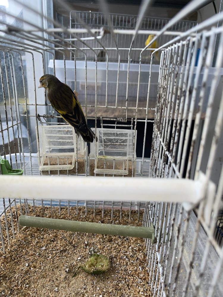 oiseaux canaris Raza espagnol 30 94200 Ivry-sur-seine