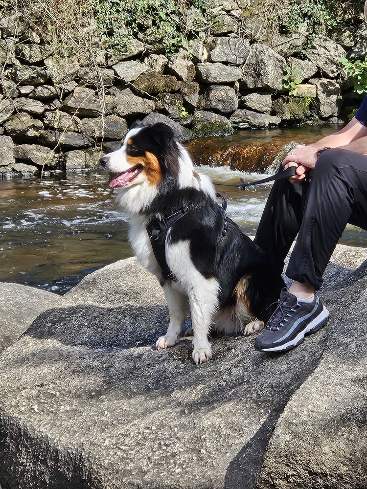 SAILLIE BERGER AUSTRALIEN 800 49140 Seiches-sur-le-loir