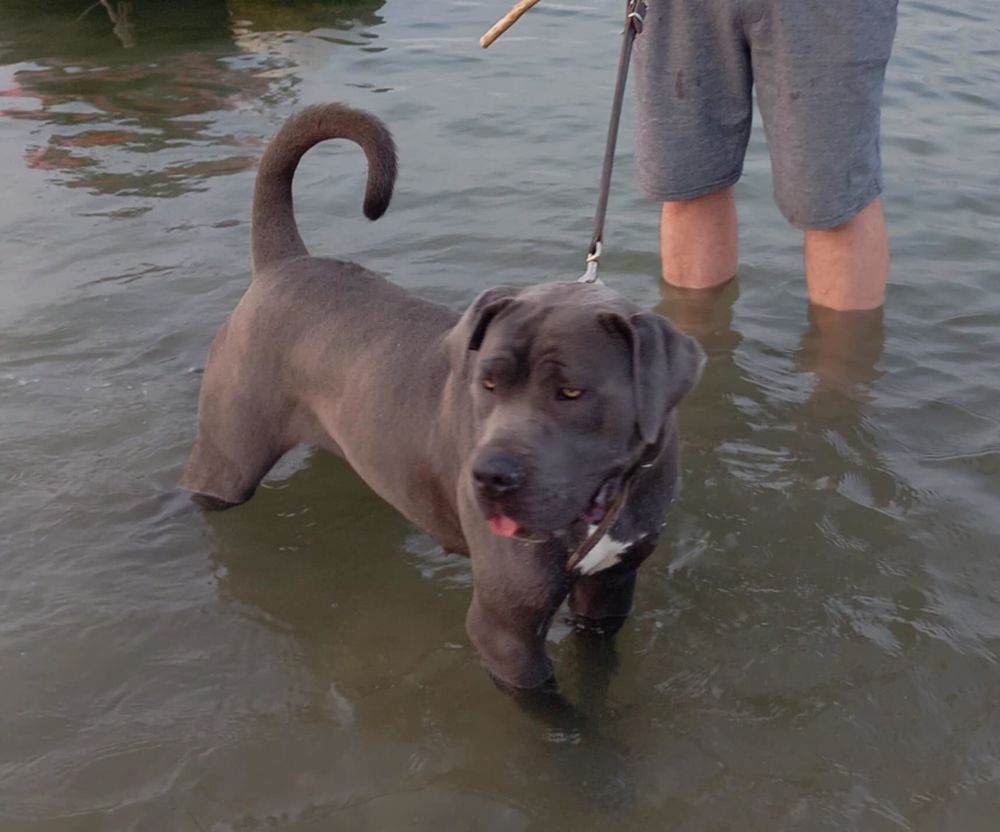 cane corso pour saillie 0 44360 Vigneux-de-bretagne