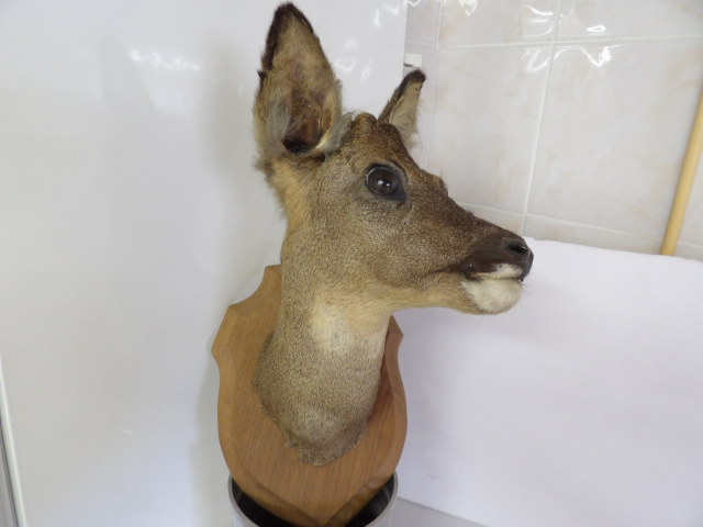  T&ecirc;te de chevreuil 25 51400 Mourmelon-le-grand