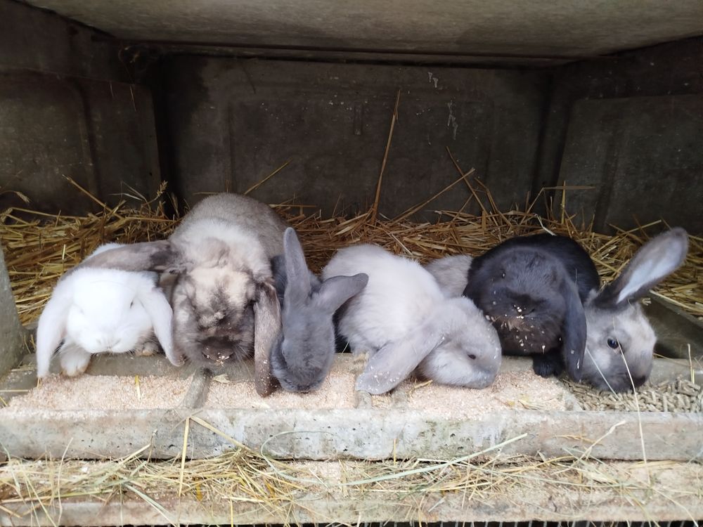 Lapin g&eacute;ant belier 50 11500 Quillan