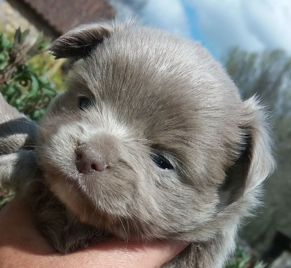 BB Chihuahua de toutes les couleurs 800 24800 Corgnac-sur-l'isle