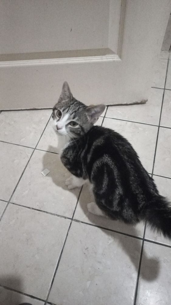 Je mon chat pour cause sant&eacute; merci 700 06400 Cannes