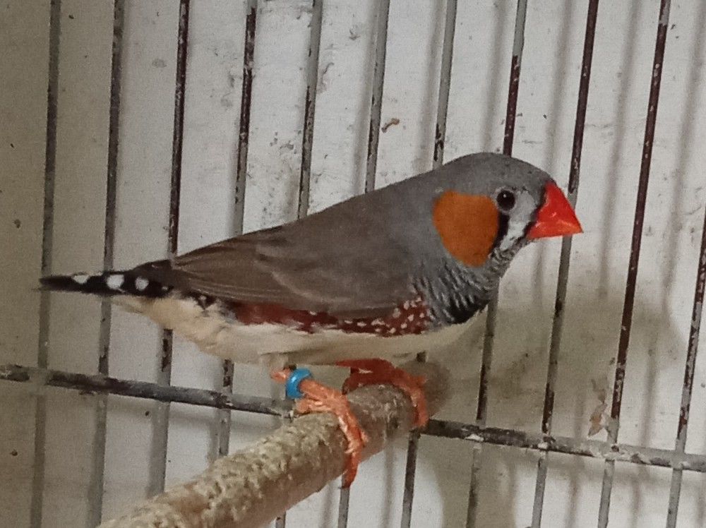 DIAMANT MANDARIN 10 42240 Unieux