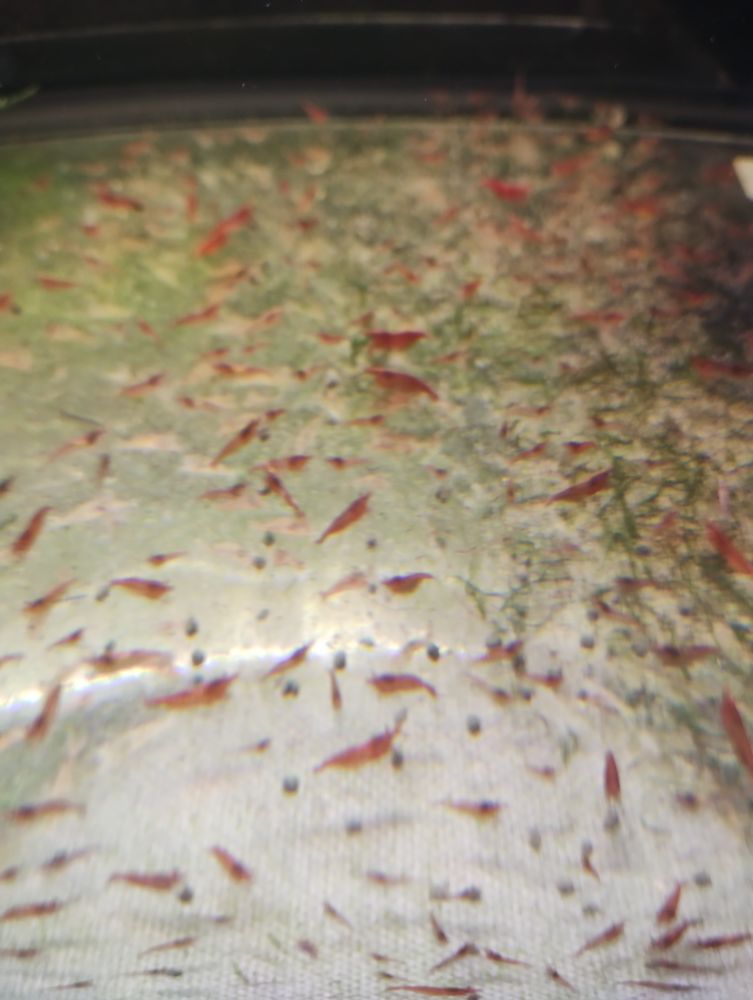 Crevette red cherry 1 66270 Le soler