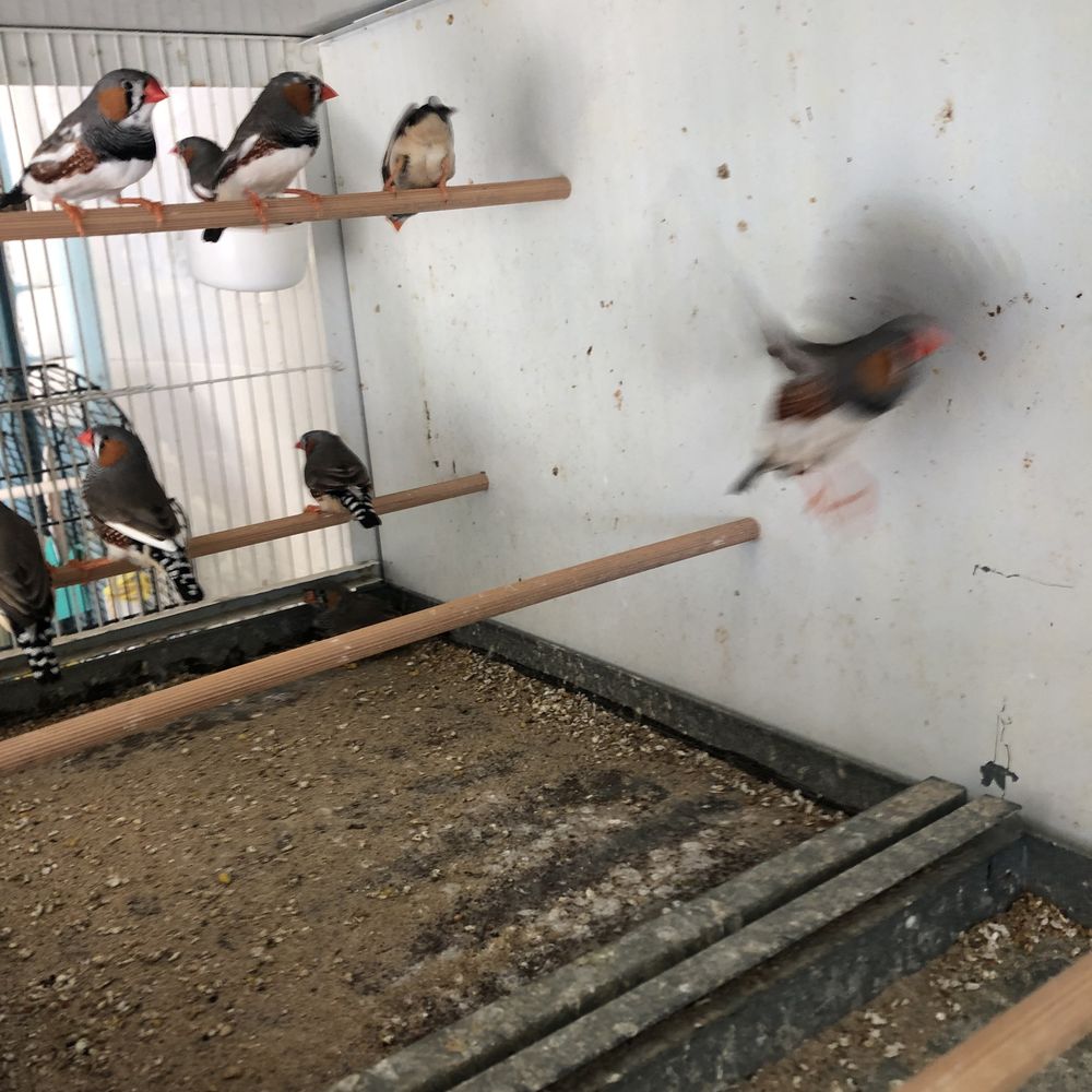 Mandarin 5 17120 Semussac