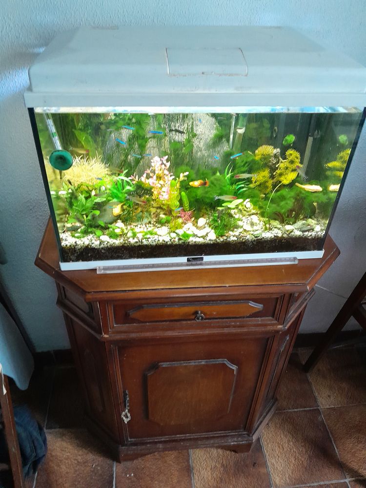 cherche don de poissons d'aquarium contre bon soin et amour 0 95240 Cormeilles-en-parisis