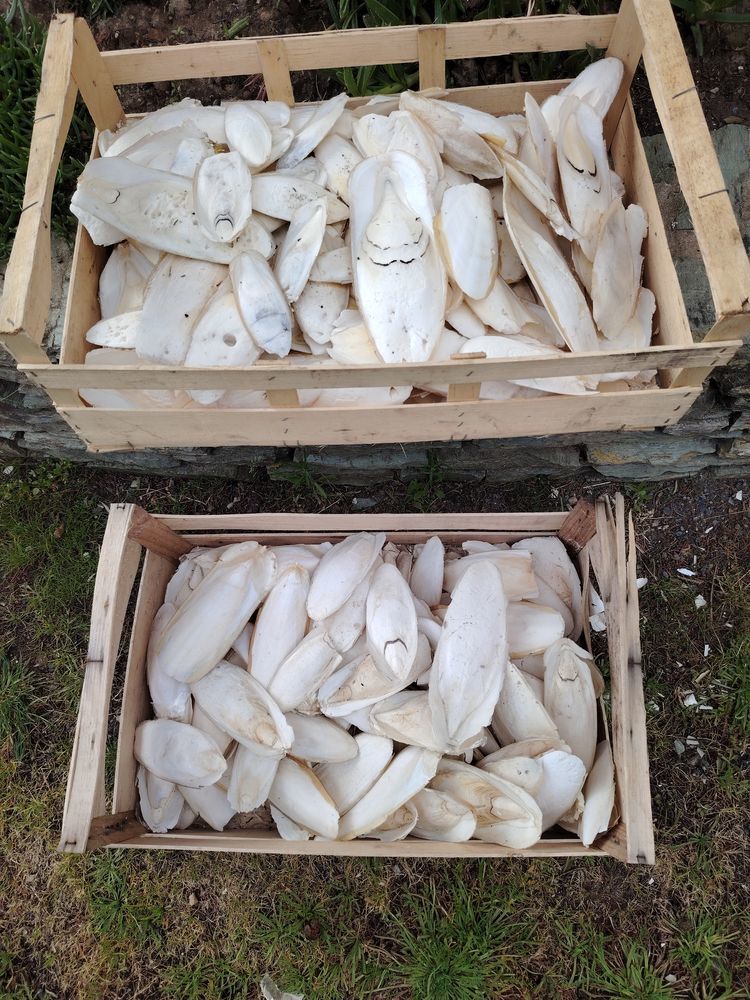 Os de seiche
25 85800 Saint-gilles-croix-de-vie