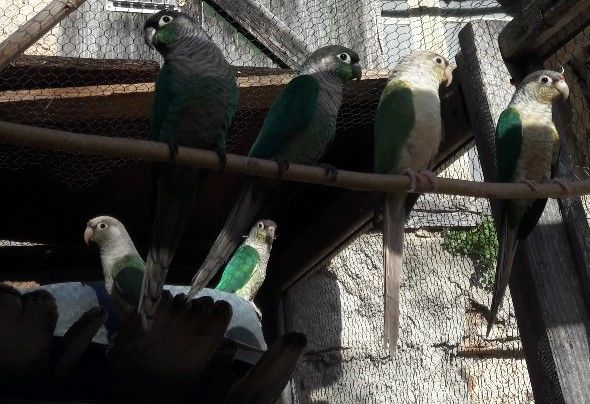 Pyrrhura  2025 50 66460 Maury